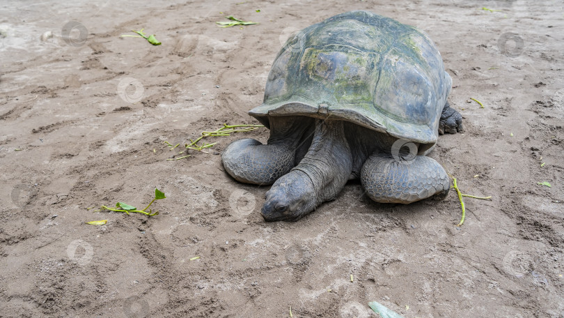 Скачать Гигантская черепаха Aldabrachelys gigantea отдыхает. фотосток Ozero