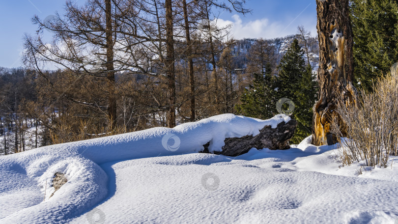 Скачать Слой чистого нетронутого снега на земле и ствол упавшего дерева. фотосток Ozero