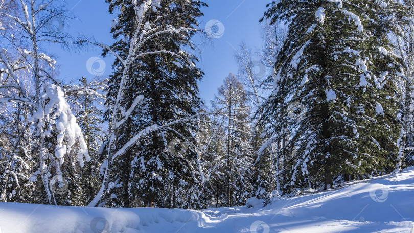 Скачать Утоптанная в снегу дорога проходит через сказочный зимний лес. фотосток Ozero