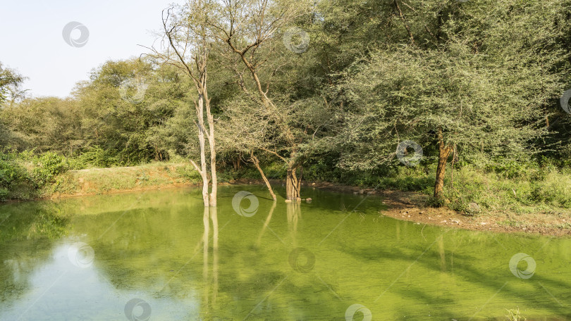 Скачать Заболоченный пруд в джунглях. Зеленая ряска на воде. фотосток Ozero