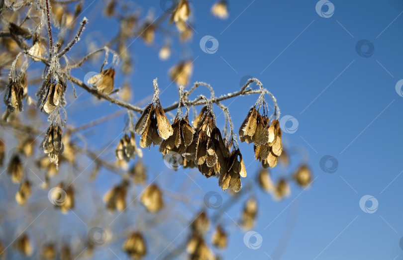 Скачать Высушенные семена клена. фотосток Ozero