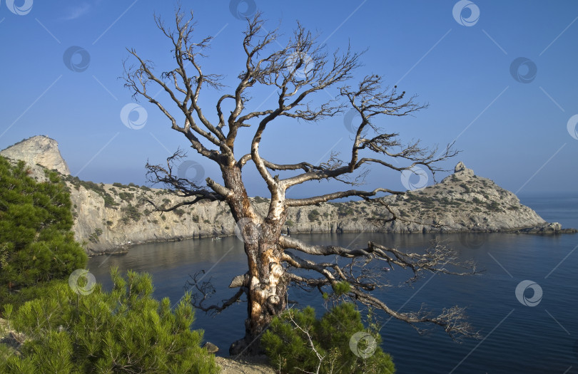 Скачать Засохшая сосна над морем. фотосток Ozero