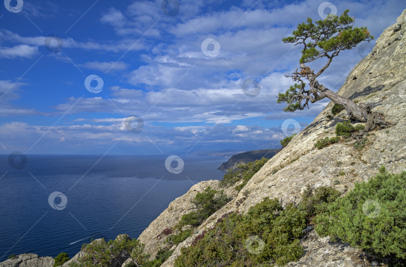 Скачать Сосна на утесе над морем. фотосток Ozero