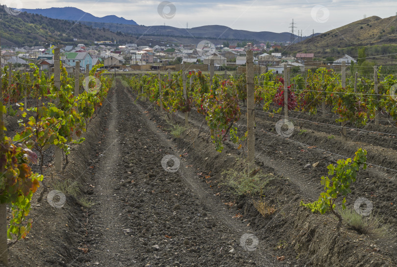 Скачать Виноградник в Крыму. фотосток Ozero