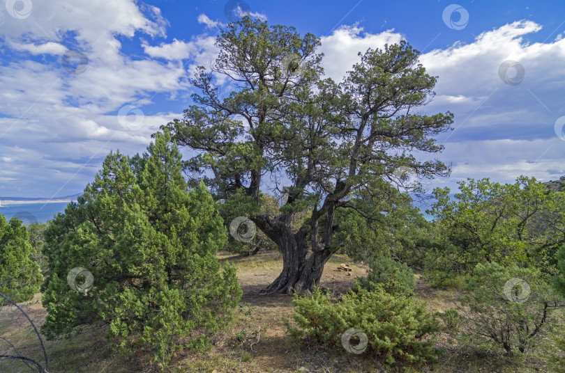 Скачать Реликтовое дерево можжевельника, Крым. фотосток Ozero