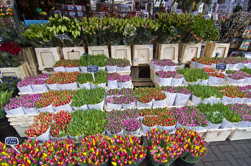 Скачать Тюльпаны на цветочном рынке в Амстердаме. фотосток Ozero
