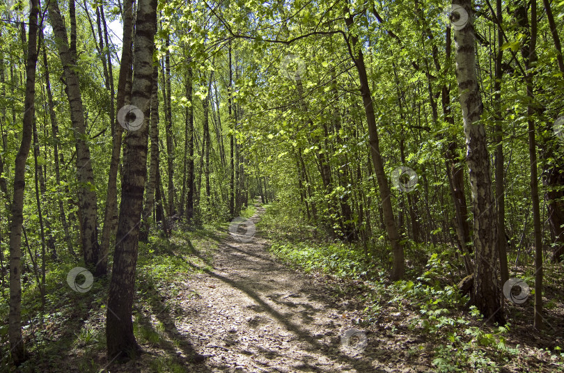 Скачать Тропинка в весеннем лесу. фотосток Ozero