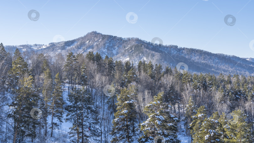 Скачать Таежные хвойные деревья растут на заснеженном склоне холма. фотосток Ozero