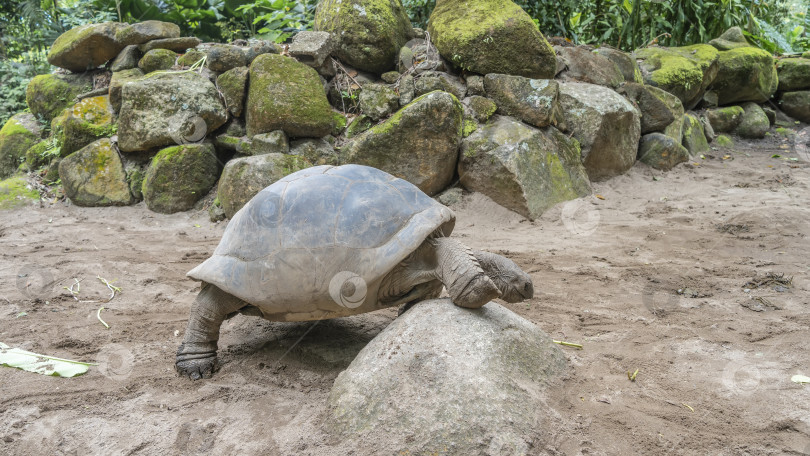 Скачать Гигантская черепаха Aldabrachelys gigantea пытается перелезть через камень. фотосток Ozero