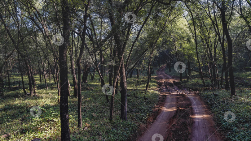 Скачать Грунтовая дорога для сафари в тенистых джунглях. фотосток Ozero