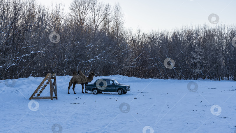 Скачать В заснеженной долине стоит старая машина и двугорбый верблюд в одеяле. фотосток Ozero