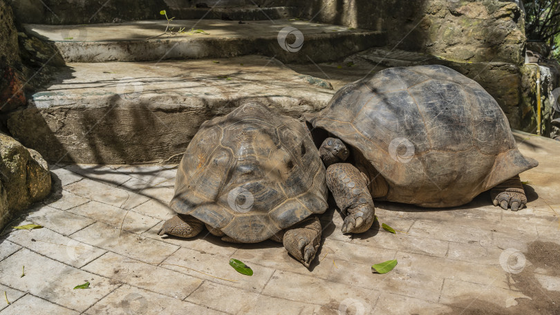 Скачать Две гигантские черепахи Aldabrachelys gigantea мирно спят на тропинке, прижавшись друг к другу. фотосток Ozero