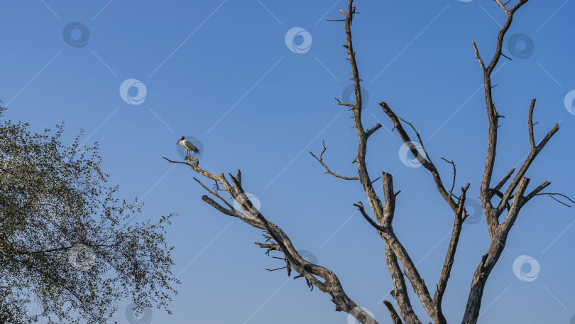 Скачать Белый ибис сидит на ветвях сухого дерева. фотосток Ozero
