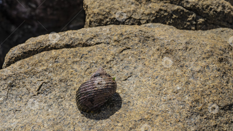 Скачать Закрученная по спирали блестящая раковина морского моллюска лежит на гранитном камне. фотосток Ozero