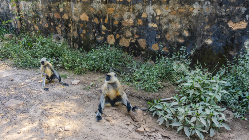 Скачать Две обезьяны-лангуры Semnopithecus entellus спокойно сидят на обочине грунтовой дороги фотосток Ozero