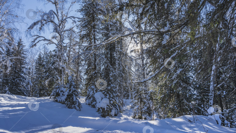Скачать Дорога протоптана в сказочном зимнем лесу. фотосток Ozero