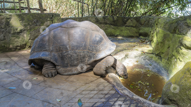 Скачать Гигантская черепаха Aldabrachelys gigantea пьет воду. фотосток Ozero