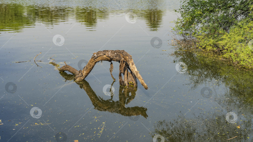 Скачать В тихой заводи над водой возвышается причудливая сухая коряга. фотосток Ozero