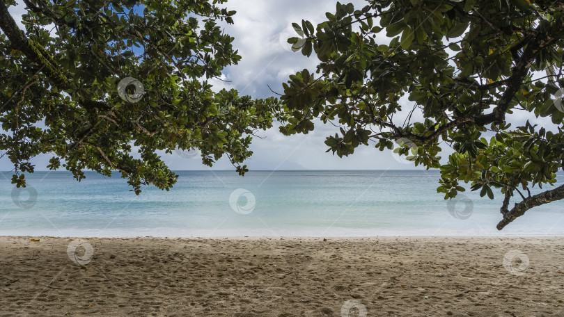 Скачать Зеленые ветви тропических деревьев нависают над пляжем. фотосток Ozero