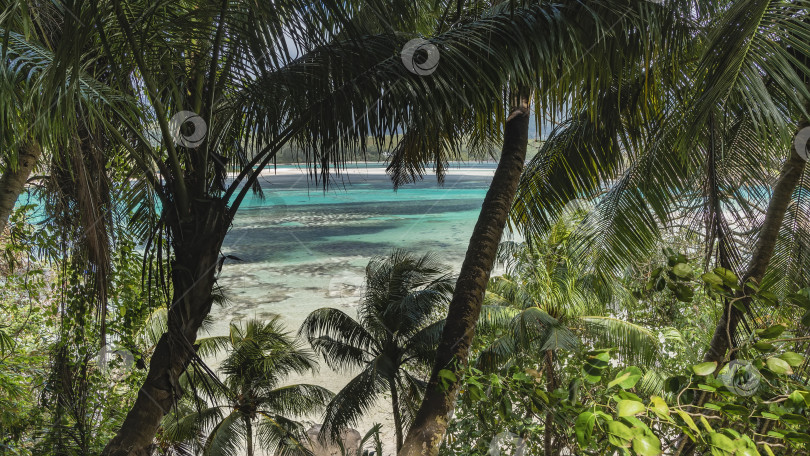 Скачать Сквозь стволы и зеленые листья пальм виден тропический пляж. фотосток Ozero