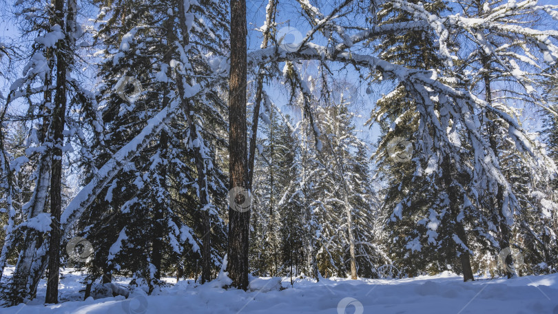 Скачать Заснеженная зимняя тайга. фотосток Ozero