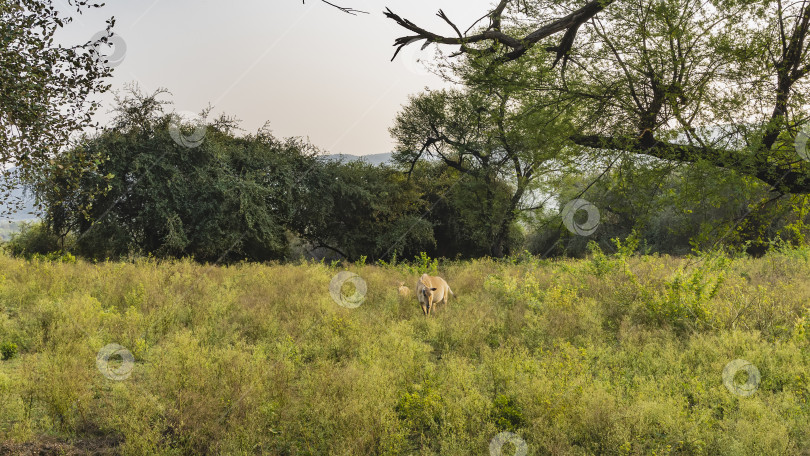 Скачать Индийская антилопа нильгаи Boselaphus tragocamelus пасется на лугу фотосток Ozero