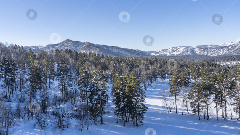 Скачать Хвойный лес растет на заснеженном склоне холма. фотосток Ozero