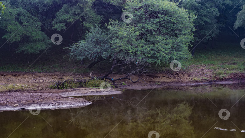 Скачать Спокойное озеро в джунглях. фотосток Ozero