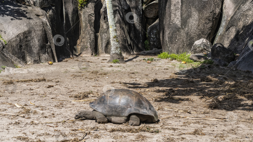 Скачать Гигантская черепаха Aldabrachelys gigantea отдыхает. фотосток Ozero