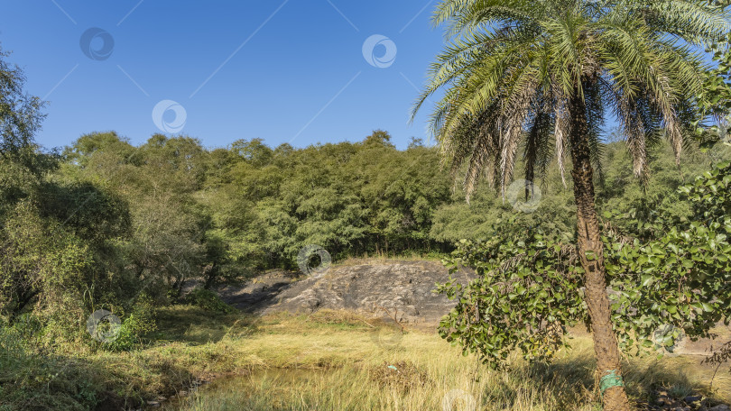 Скачать Дикие джунгли. На лугу среди травы виден пруд. фотосток Ozero