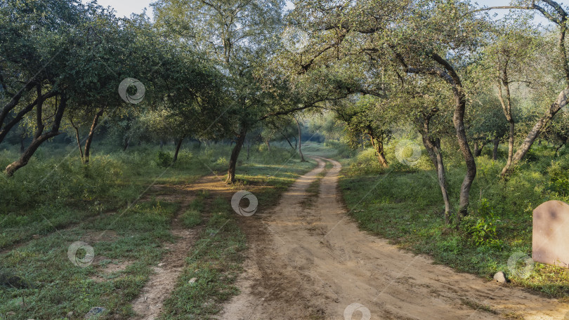 Скачать Грунтовая дорога для сафари петляет по джунглям. фотосток Ozero