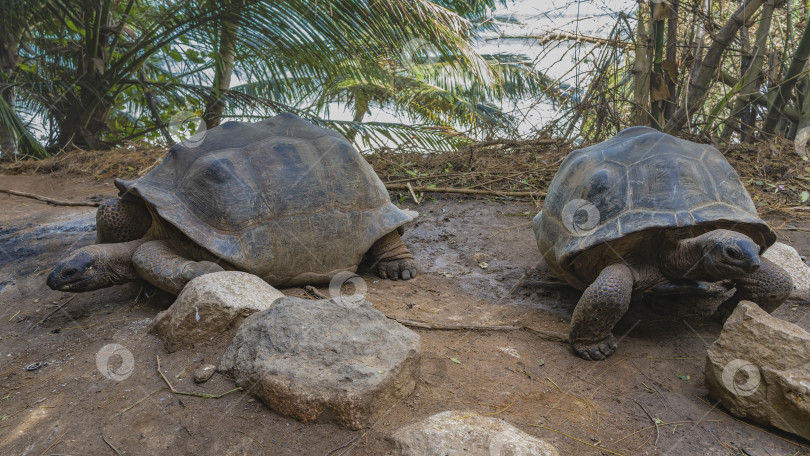 Скачать Две гигантские черепахи Aldabrachelys gigantea спокойно прогуливаются по тропинке фотосток Ozero