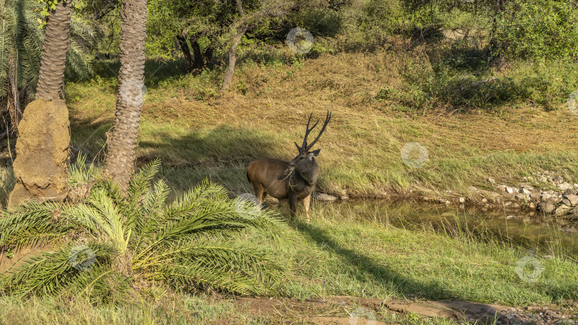 Скачать Олень самбар Руса одноцветный пасется в джунглях у ручья. фотосток Ozero