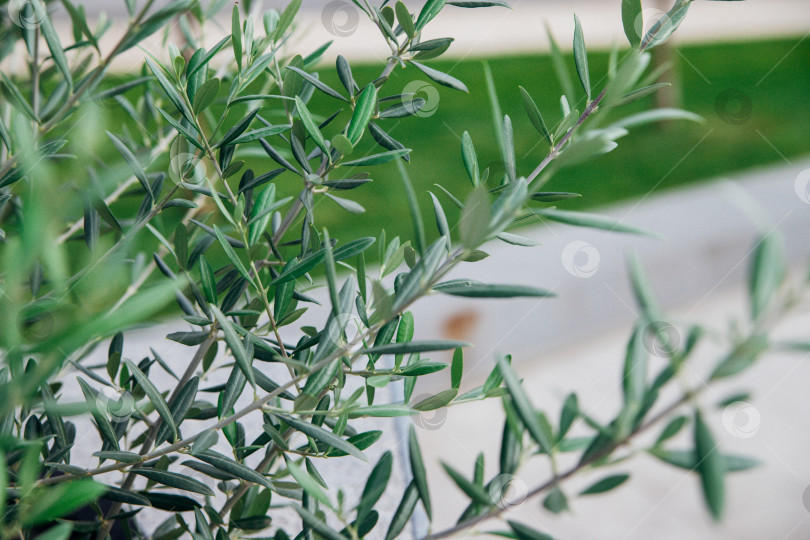 Скачать Маленькие побеги оливкового дерева. Новые зеленые ветви. Тонкие длинные листья. фотосток Ozero