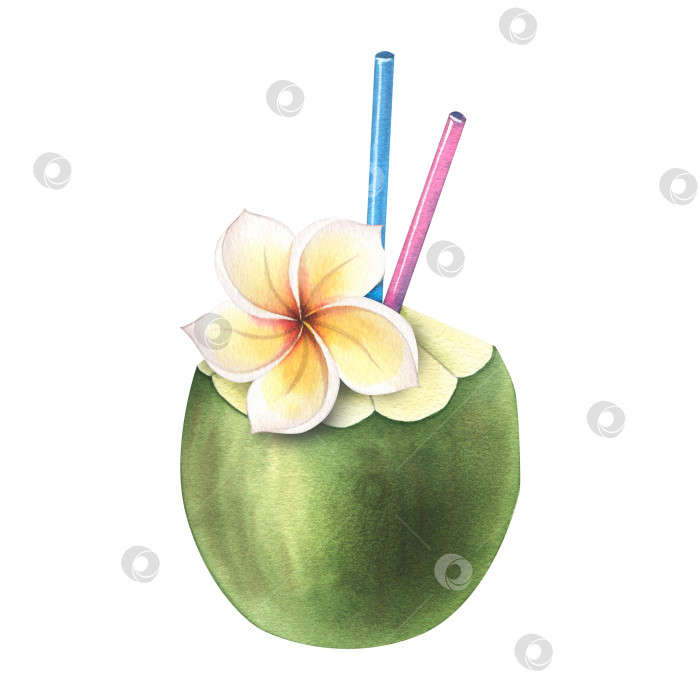Скачать Пляжный коктейль из зеленого кокоса с белым и желтым цветком плюмерии и цветными трубочками для напитков. Акварельная иллюстрация. Изолированный предмет из коллекции для серфинга. Для украшения фотосток Ozero