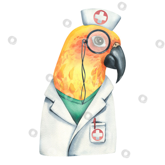 Скачать Желтый попугай - это врач, в медицинском халате и шапочке с пенсне. Акварельная иллюстрация. Изолированный объект на белом фоне из ветеринарной коллекции. Для дизайна фотосток Ozero