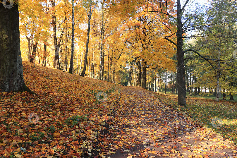 Скачать Осенний парк в сентябре, в ясный теплый день, дорожка с красными листьями. Красивый яркий пейзаж в парке, времена года, сезон золотой осени фотосток Ozero