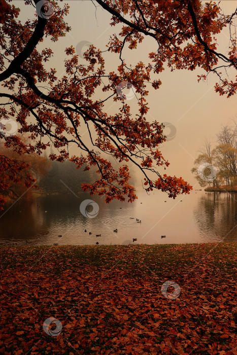 Скачать Осенний парк в сентябре, дорожка с красными листьями в густом тумане. Красивый осенний пейзаж в парке, времена года. фотосток Ozero