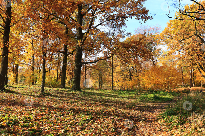 Скачать Солнечная осень в России. Тропинка с падающими кленовыми листьями в лесу сентябрьским днем фотосток Ozero