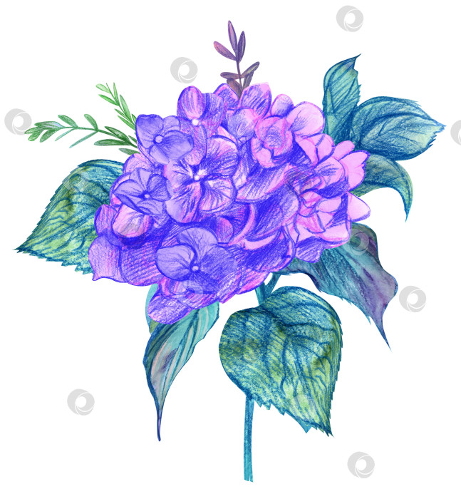 Скачать Цветок гортензии фиолетовых оттенков, нарисованный акварелью для postca фотосток Ozero