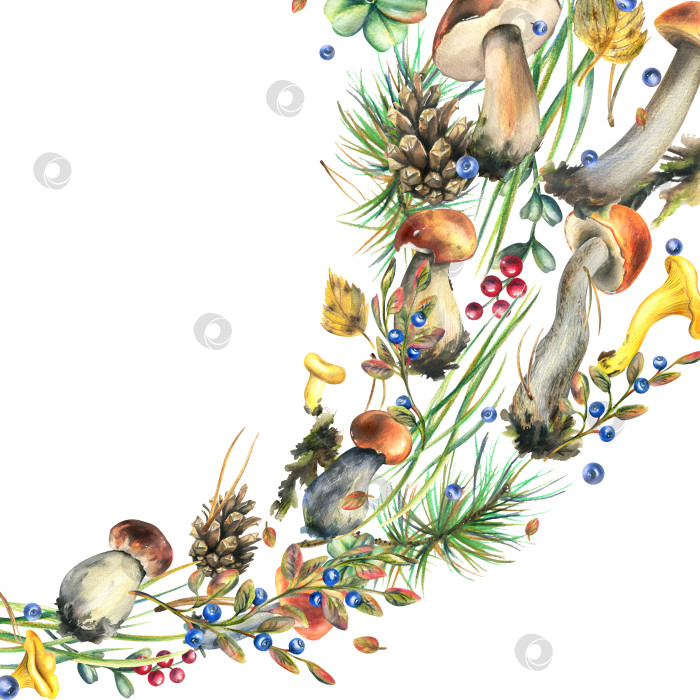 Скачать Лесные грибы, подберезовики, лисички и черника, брусника, веточки, шишки, листья. Акварельная иллюстрация, нарисованный от руки шаблон на белом фоне фотосток Ozero