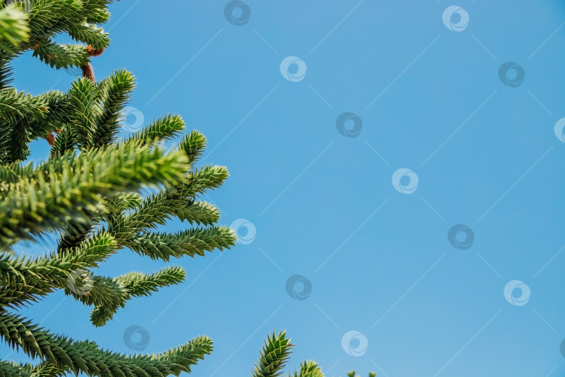 Скачать Ветка араукарии араукана на фоне голубого неба. Экзотическое дерево. фотосток Ozero