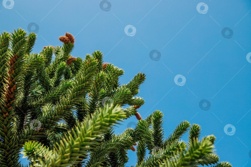 Скачать Ветка араукарии араукана на фоне голубого неба. Экзотическое дерево. фотосток Ozero