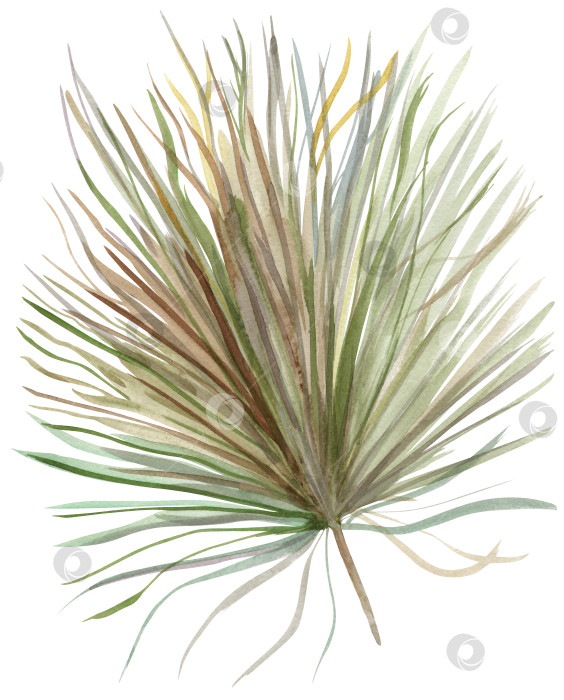 Скачать Иллюстрация из сухих пальмовых листьев, нарисованная акварелью от руки, изолированная на фотосток Ozero