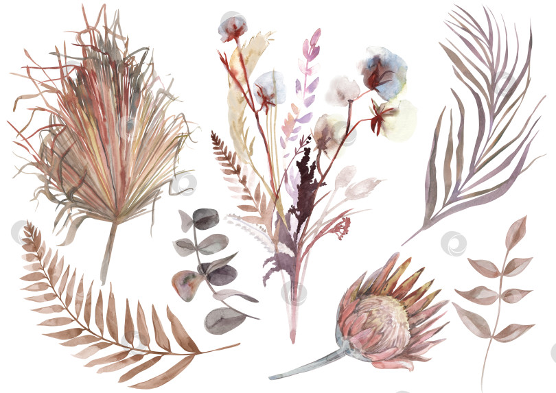 Скачать Набор акварельных элементов ботанического гербария из цветов протеи фотосток Ozero