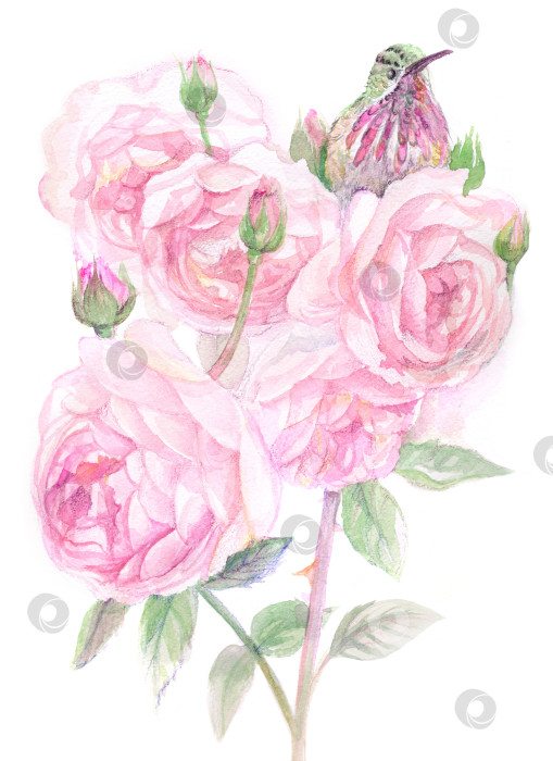 Скачать акварельный нежный букет из розовых роз с птицей на белом фоне фотосток Ozero