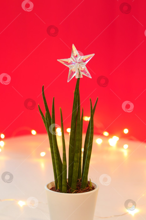Скачать Альтернативная рождественская елка сансевиерия домашнее растение, украшенное звездчатым орнаментом сверху, мягкий фокус, красный фон с подсветкой. фотосток Ozero