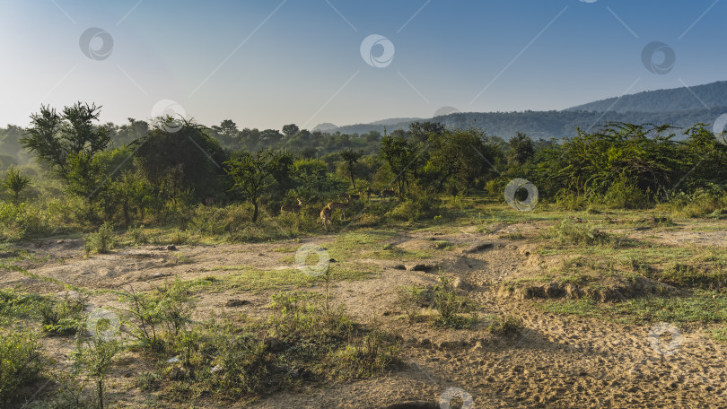 Скачать Стадо пятнистых оленей аксиса пасется утром в джунглях. фотосток Ozero