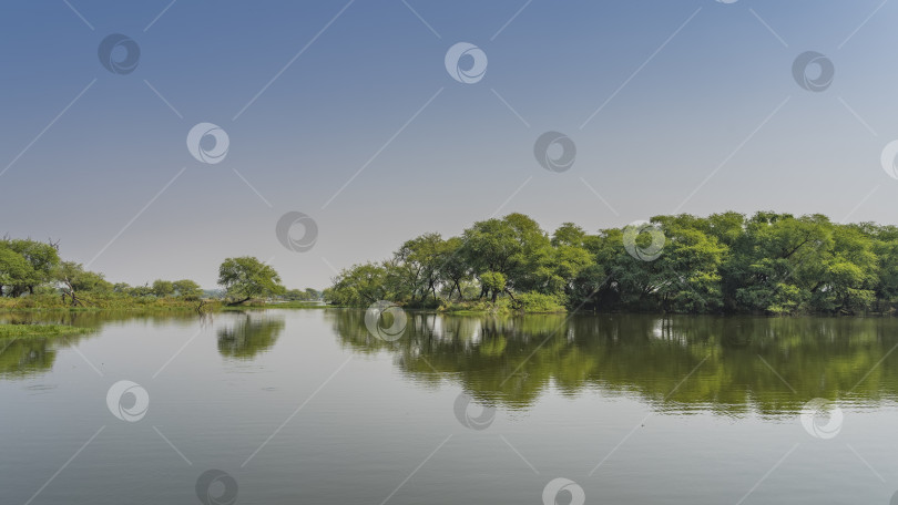 Скачать На берегу спокойного озера растет зеленая трава, пышные деревья. фотосток Ozero