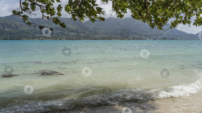 Скачать Ветви тропического дерева нависают над пляжем. фотосток Ozero